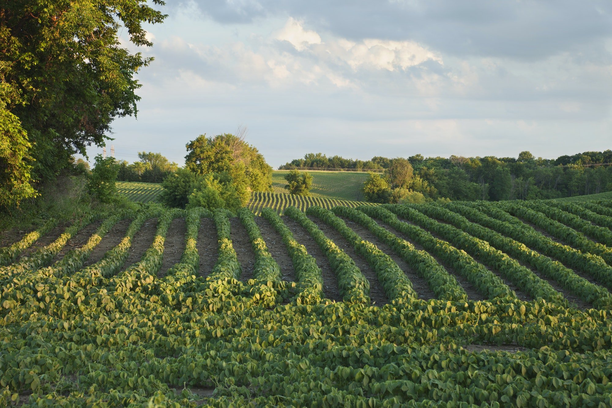 Soybean Field in Late Afternoon Sunlight