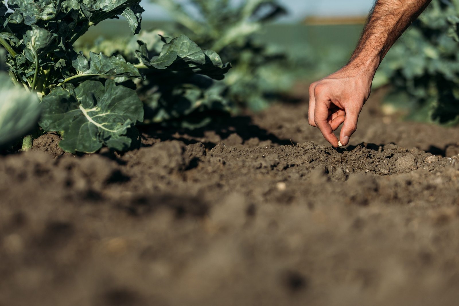 cropped shot of farmer sowing one seed in soil