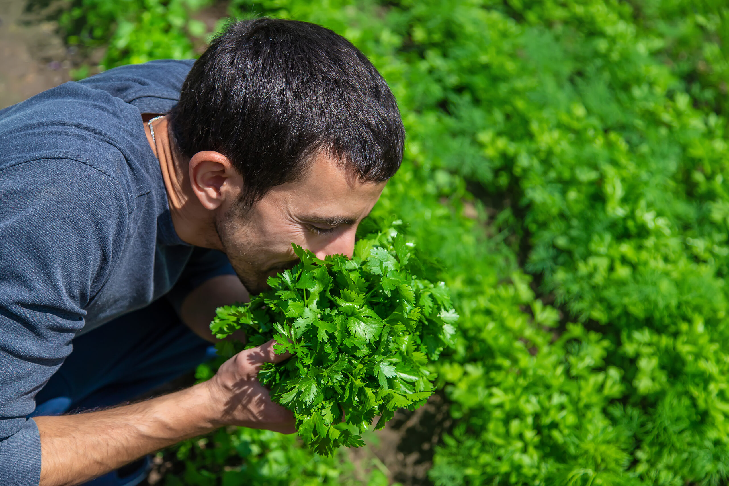Cilantro in the hands of a man in the garden. Selective focus. Food.